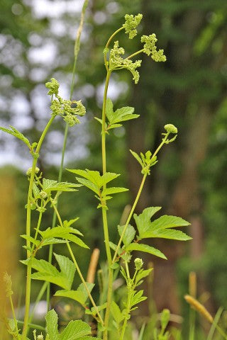 Filipendula ulmaria,