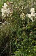 Filipendula vulgaris,