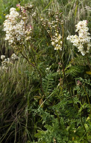 Filipendula vulgaris,