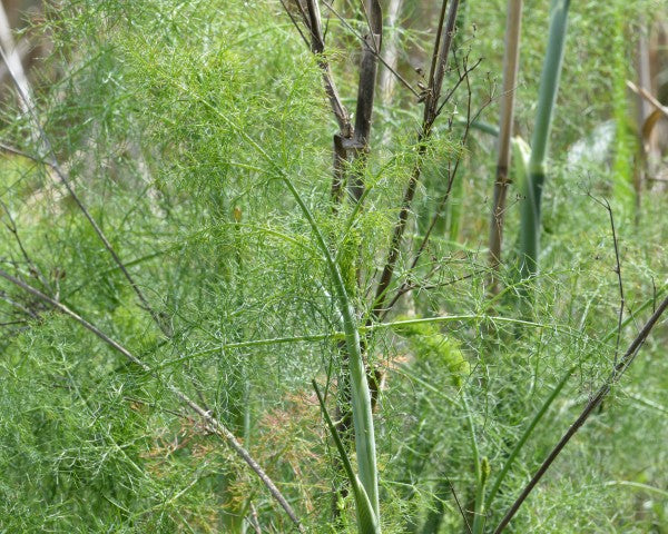 Foeniculum vulgare