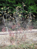 Foeniculum vulgare 'Purpureum',