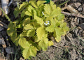 Fragaria vesca 'Alexandria',