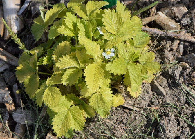 Fragaria vesca 'Alexandria',