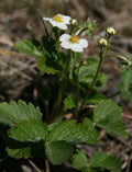 Fragaria vesca,