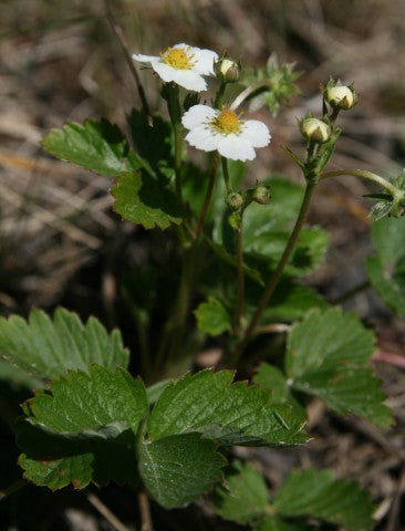 Fragaria vesca,