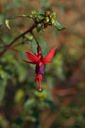 Fuchsia Riccartonii',