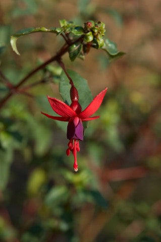 Fuchsia Riccartonii',