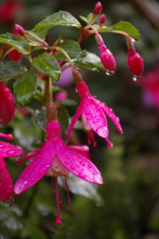 Fuchsia Tom Thumb'