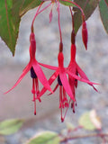 Fuchsia magellanica gracilis,
