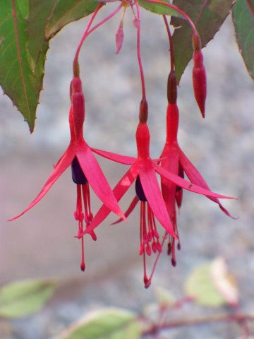 Fuchsia magellanica gracilis,