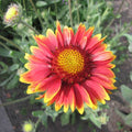 Gaillardia Burgunder',