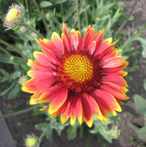 Gaillardia Burgunder',