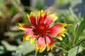 Gaillardia Kobold