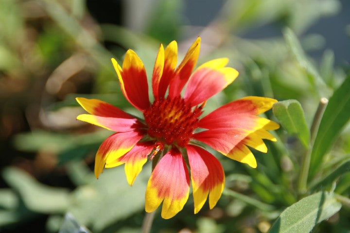 Gaillardia Kobold