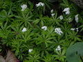 Galium odoratum,
