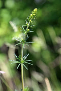 Galium verum,