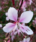 Gaura lindheimeri 'Cherry Brandy',