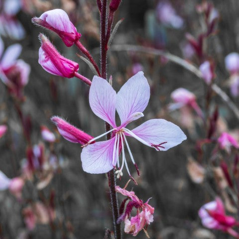 Gaura lindheimeri