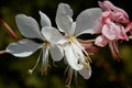 Gaura lindheimeri 'Whirling Butterflies'