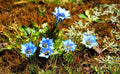 Gentiana sino ornata