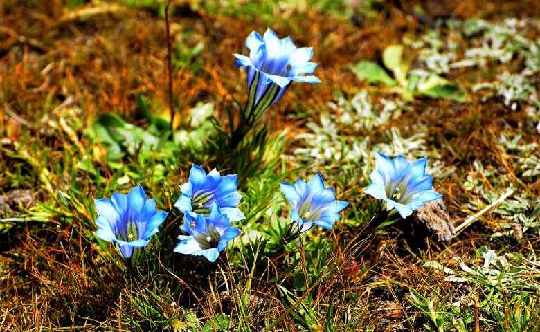 Gentiana sino ornata