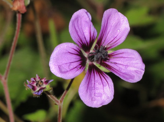 Geranium Ann Folkard',