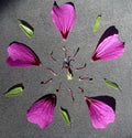 Geranium Anne Thomson',