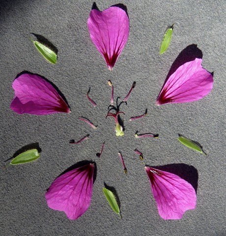 Geranium Anne Thomson',