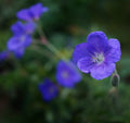 Geranium Brookside',