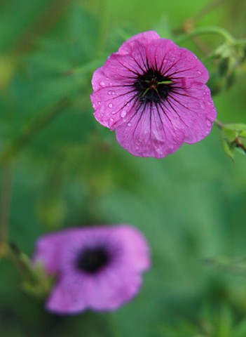 Geranium Patricia'