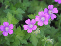 Geranium Sirak'
