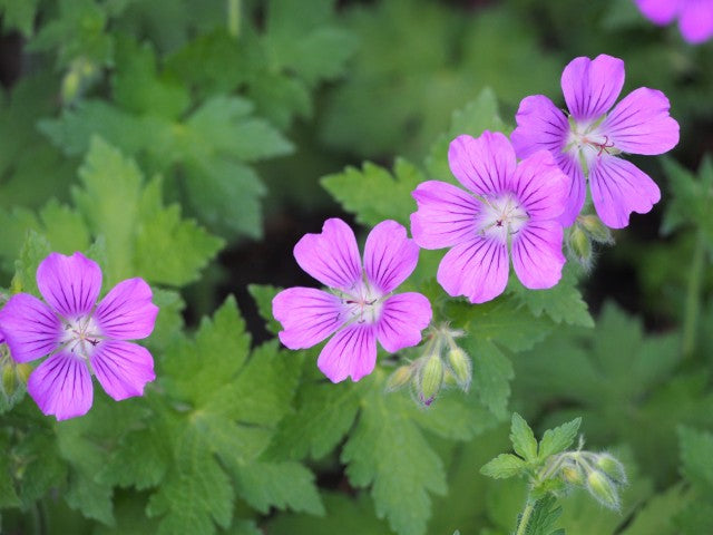 Geranium Sirak'
