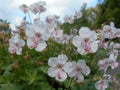 Geranium cantabrigiense 'Biokovo'