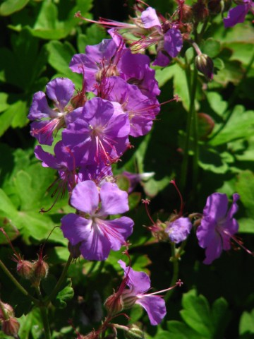 Geranium cantabrigiense 'Cambridge'