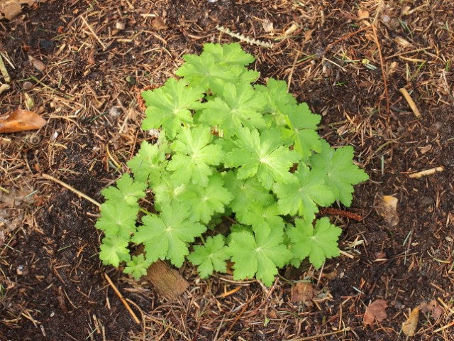 Geranium cantabrigiense 'Karmina',