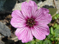 Geranium cinereum 'Ballerina'