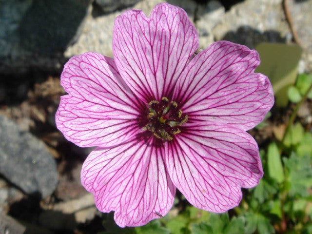 Geranium cinereum 'Ballerina'