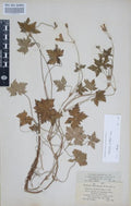Geranium endressii,
