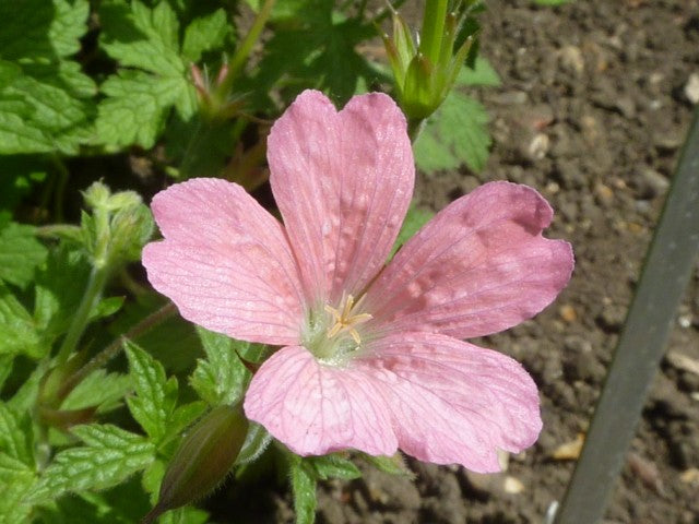 Geranium endressii 'Wargrave Pink