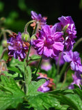 Geranium himalayense 'Plenum',