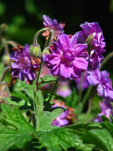 Geranium himalayense 'Plenum',