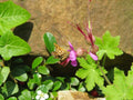 Geranium macrorrhizum 'Czakor'