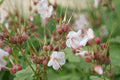 Geranium macrorrhizum 'Spessart',