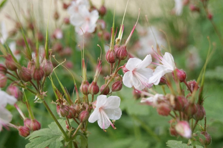 Geranium macrorrhizum 'Spessart',