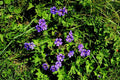 Geranium magnificum 'Rosemoor',