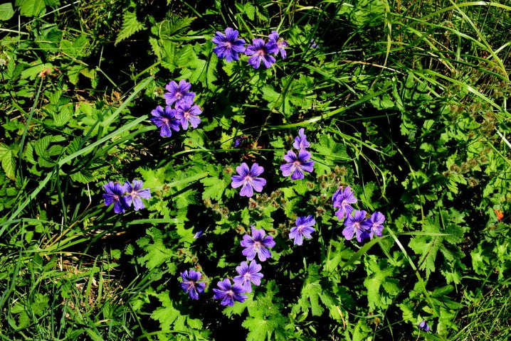 Geranium magnificum 'Rosemoor',