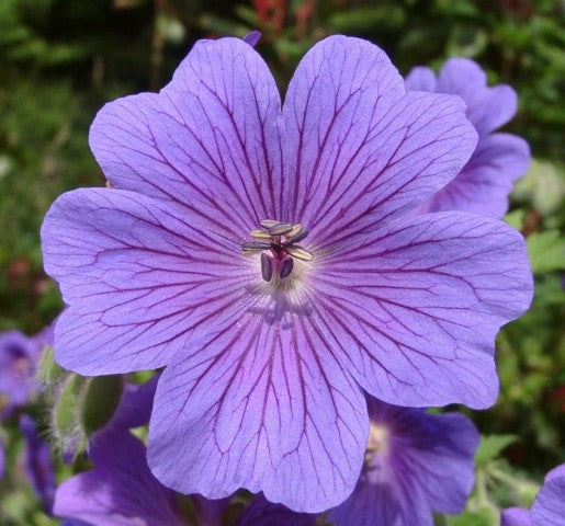 Geranium magnificum