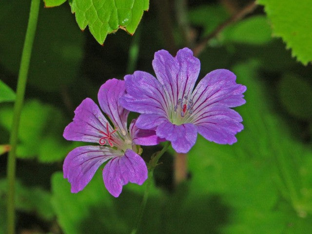 Geranium nodosum,