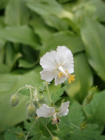 Geranium phaeum Album,