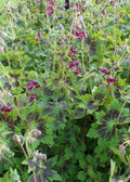 Geranium phaeum 'Samobor